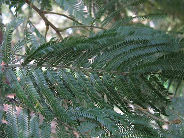 Acacia Mearnsii